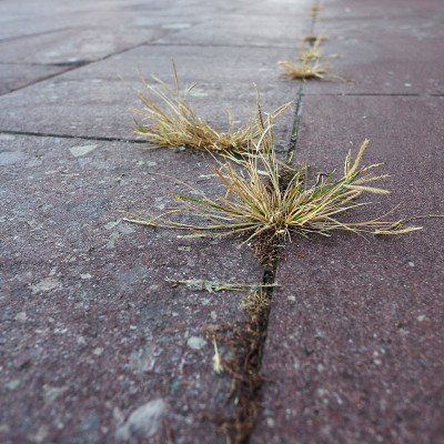 混凝土路面上的草