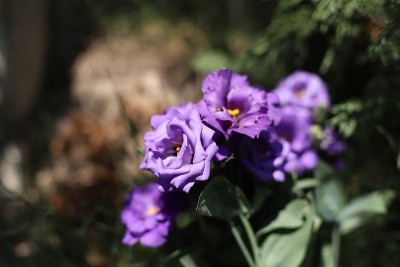 花园里有一种紫色的花，叫做洋桔黄色花