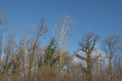 冬季林地景观的Ash (Fraxinus excelsior)和橡树(栎属robur)与明亮的蓝色天