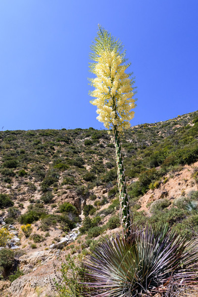Chaparral丝兰(Hesperoyucca whipplei)野花