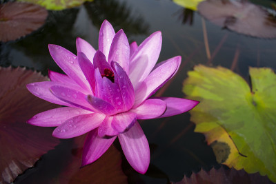 开放的莲花。