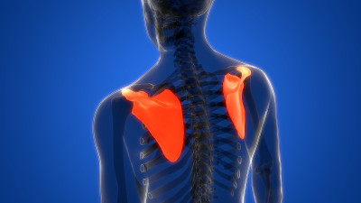 人体骨骼系统、肩胛骨解剖学