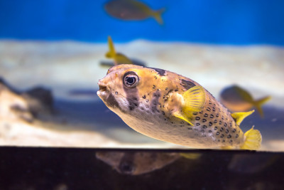 好奇的狗鱼在莫斯科水族馆