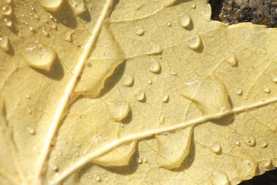 枫叶叶与露水