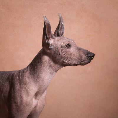棕色米色无毛xolo狗(xoloitzcuintle，墨西哥无毛狗)，侧面肖像