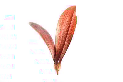 叫矮子薄雾墙