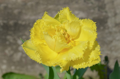 重瓣须边黄色郁金香花