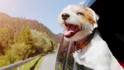 Jack Russell Terrier looks out the open window of 