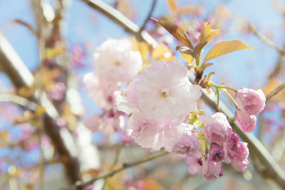 樱花