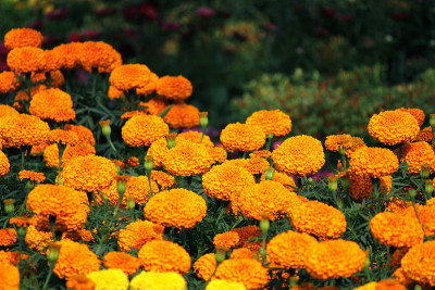花园里有万寿菊