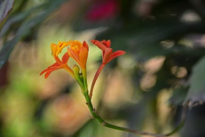 美丽的兰花