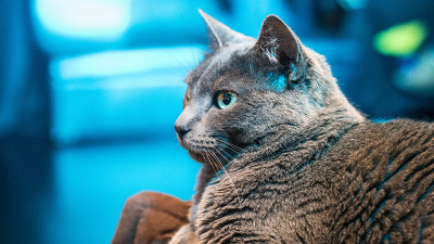 灰色的猫在蓝色的背景下看着一边