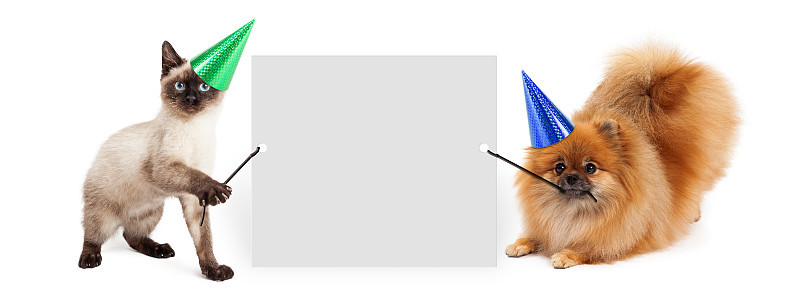 派对上的狗和猫高举横幅
