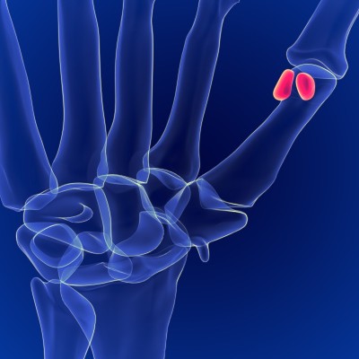 医学概念的人体骨骼解剖籽骨3D渲染