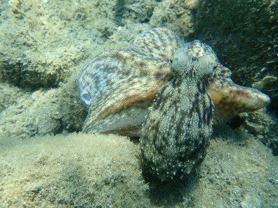 普通章鱼(octopus vulgaris)狩猎