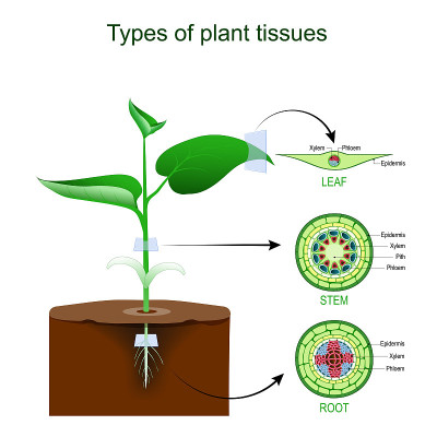 植物组织类型