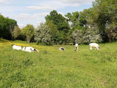 家畜保护放牧在戴尔部分的Chorleywood住宅地产