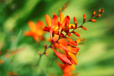 Crocosmia