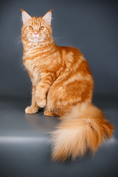 缅因红猫的彩色背景