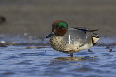 Greenwing蒂尔