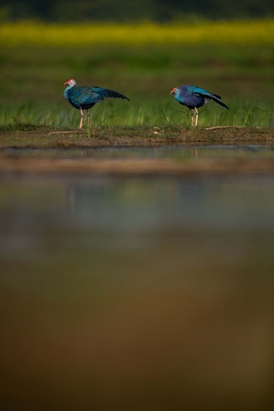 紫色swamphen
