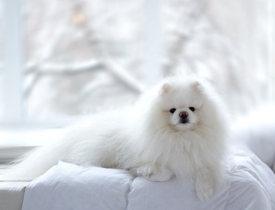 博美犬白色可爱和毛绒绒的。一个宠物躺在床上的特写。
