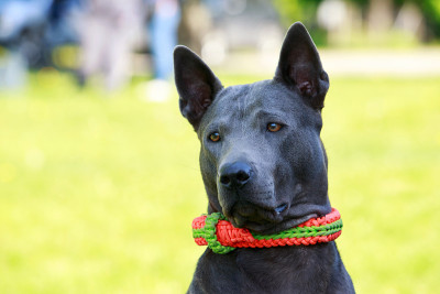泰国脊背犬种