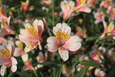 莉莉的花