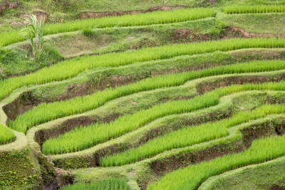 大米梯田，印度尼西亚巴厘岛