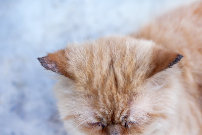 波斯猫的耳朵是真菌的背景俯视图