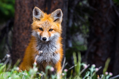An Adorable Red Fox Kit in the Forest