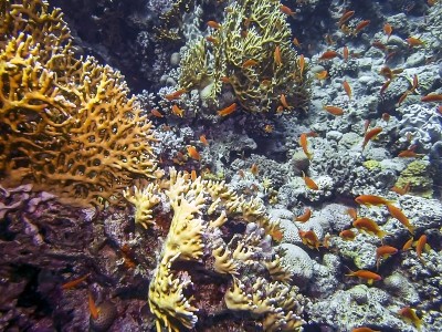 红海中的金花