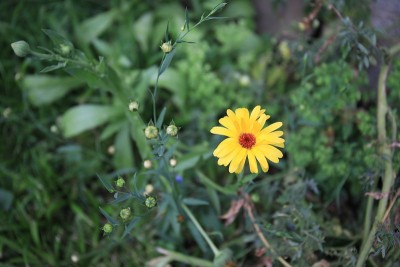 野生黄色雏菊