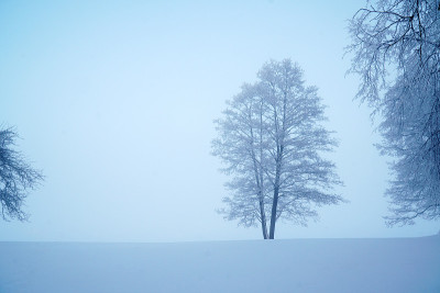 一棵树在冬天的雪中雾中