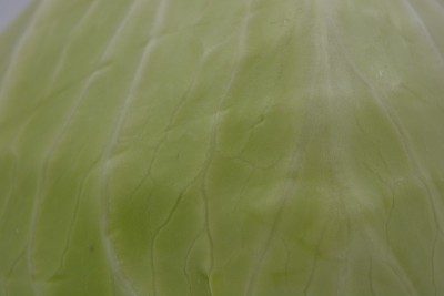 鲜亮多汁的卷心菜，一颗切下来的卷心菜头，夏天的一半乌克兰卷心菜头就坐落在白色的背景上。新鲜健康蔬菜，