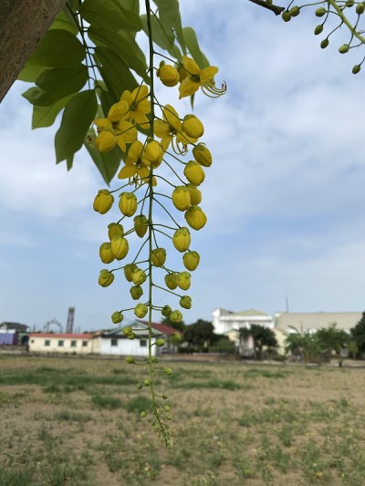 黄金淋浴花