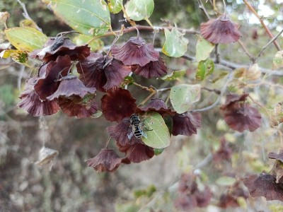 欧洲雄蜂