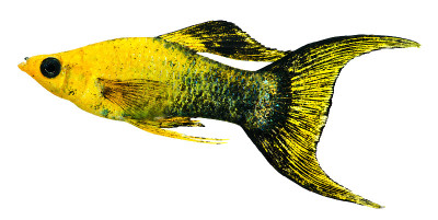 Gold Dust Lyretail Molly(男性)