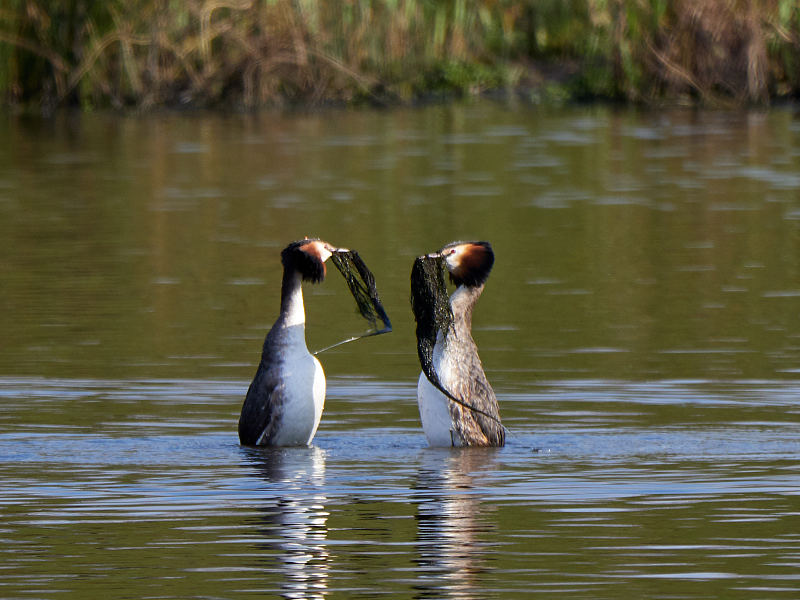 伟大的crest Grebe weed dance