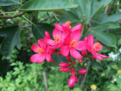 自然花园中粉红色的麻疯树花