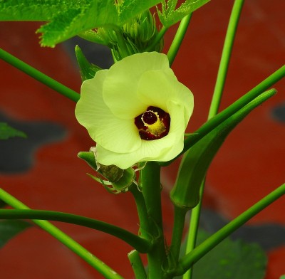 手指花