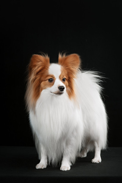 犬种魔
