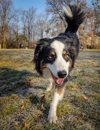 公园里的澳大利亚牧羊犬