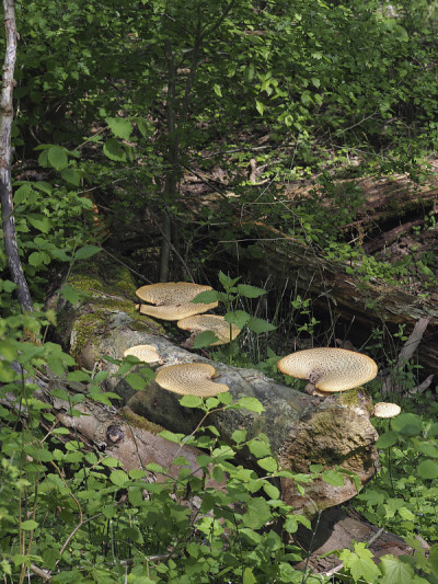 树精(Polyporus squamosus)是一种可食用蘑菇