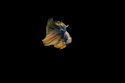 搏鱼