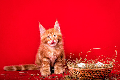 一只缅因猫坐在一篮子蛋旁。