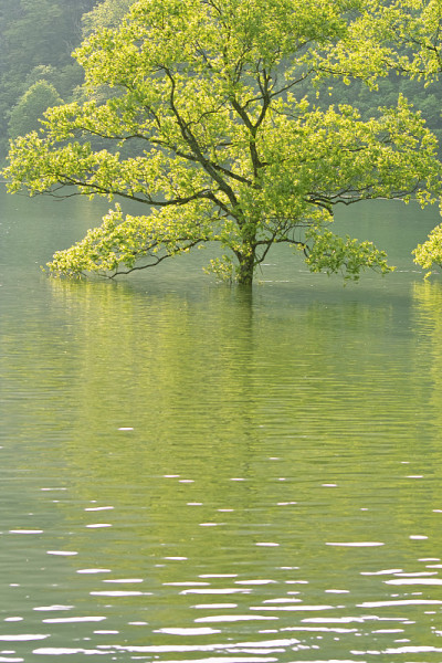 柳树湖