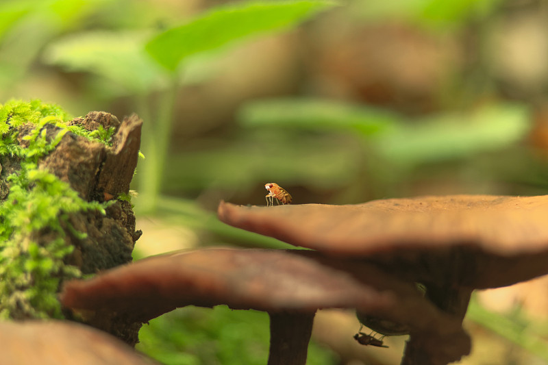 真菌蚋在紫茎沙上