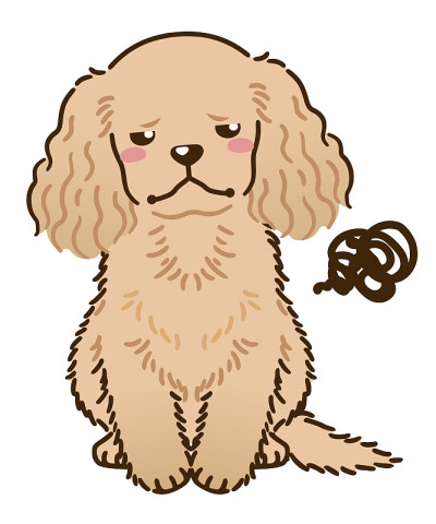 不满的美国可卡犬(红色)