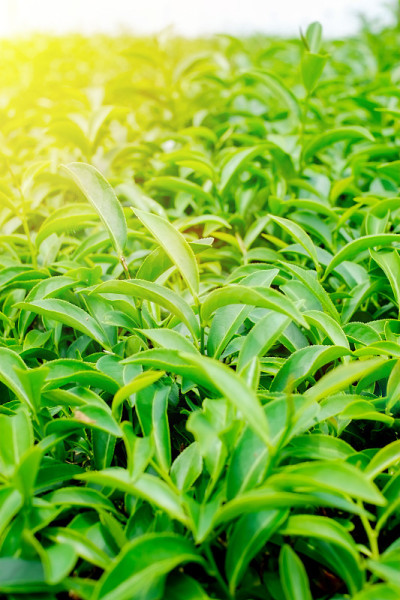 绿色新鲜有机茶树芽叶种植